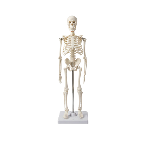2512115.png 45 cm Skeleton